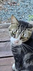 Found/Stray Male Cat last seen Rt 155, Providence Forge, VA 23140