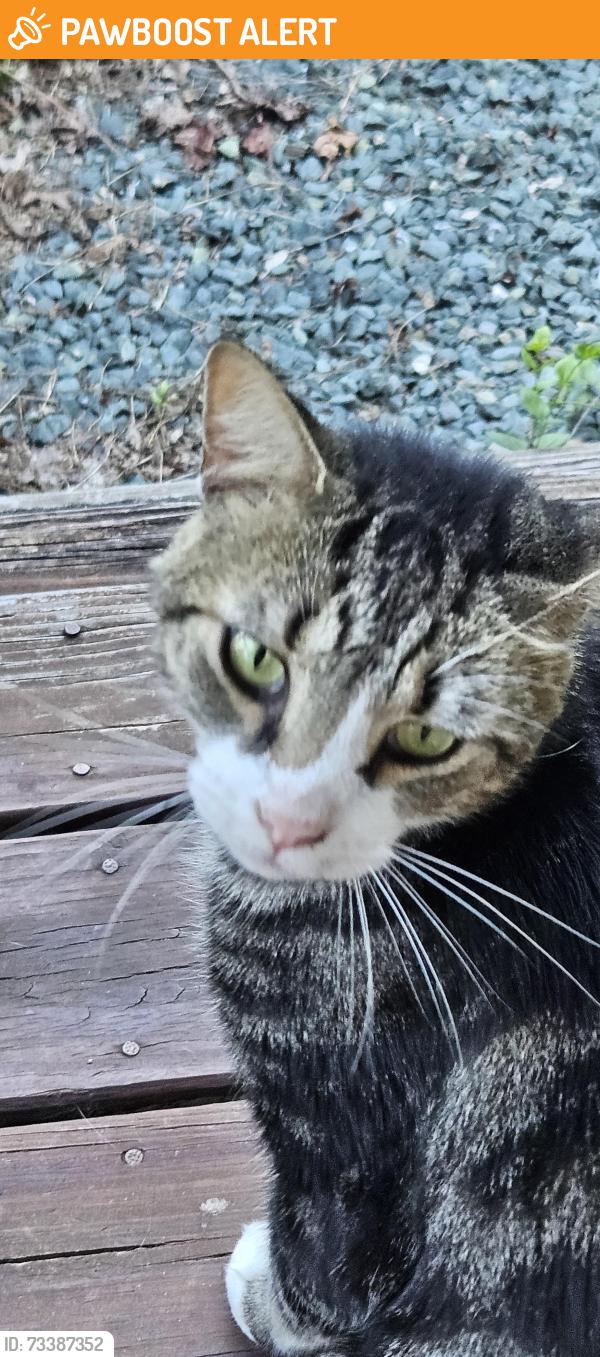 Found/Stray Male Cat last seen Rt 155, Providence Forge, VA 23140