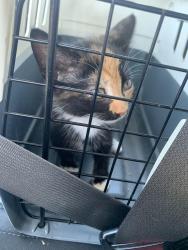 Reunited Female Cat last seen Steele Avenue and Haldy Avenue, Columbus, OH 43204