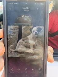 Reunited Male Dog last seen Grace St and San Bernardino, Fontana, CA 92376