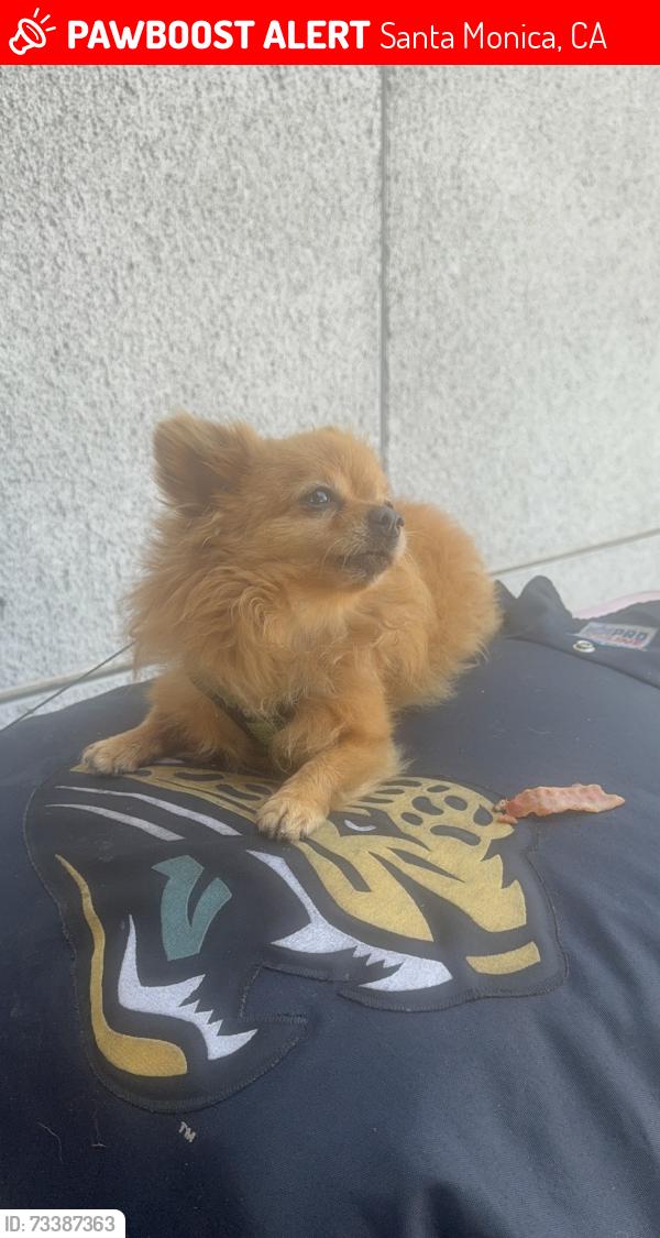 Lost Male Dog last seen Stolen from bus stop across the street from VA hosp, Santa Monica, CA 90403