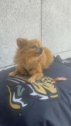 Lost Male Dog last seen Stolen from bus stop across the street from VA hosp, Santa Monica, CA 90403