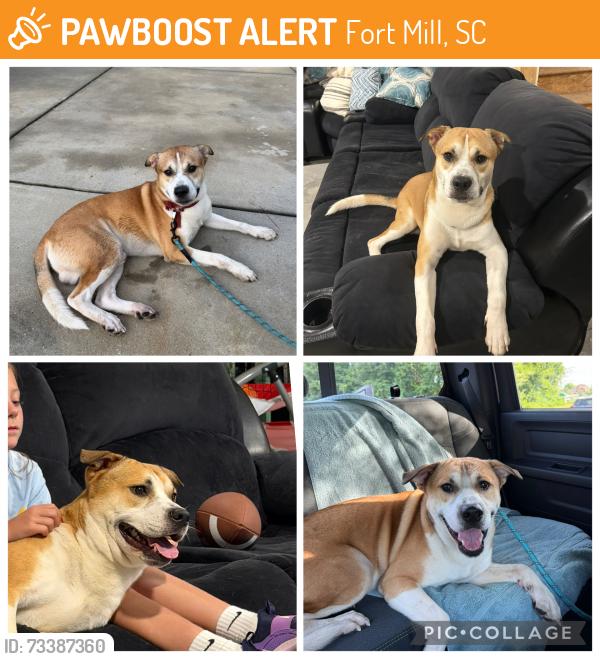 Found/Stray Male Dog last seen Sutton Road - Loves Truckstop, Fort Mill, SC 29715