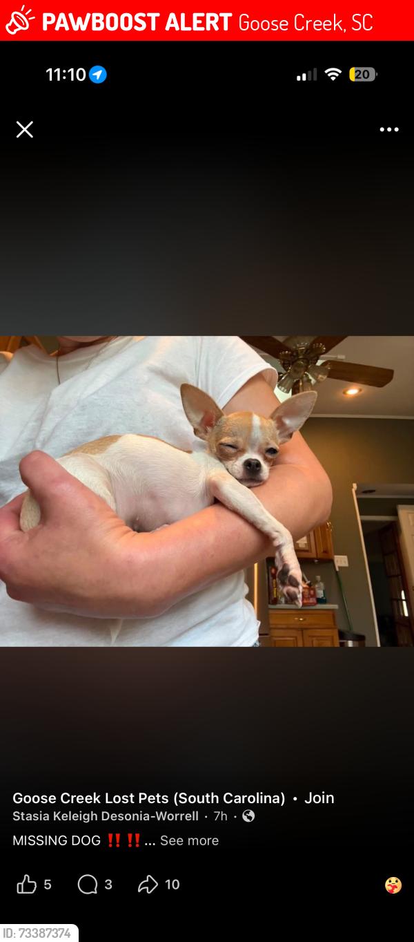 Lost Female Dog last seen Red bank road, Goose Creek, SC 29445