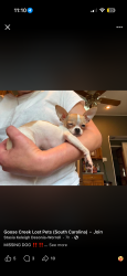 Lost Female Dog last seen Red bank road, Goose Creek, SC 29445