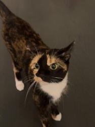 Lost Female Cat last seen Longmed Crossing Dr, Aspen Hill, MD 20906