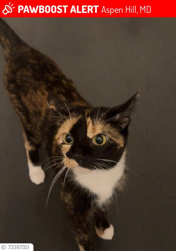 Lost Female Cat last seen Longmed Crossing Dr, Aspen Hill, MD 20906