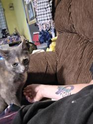 Lost Female Cat last seen Triana blv huntsville al 35805, Huntsville, AL 35816