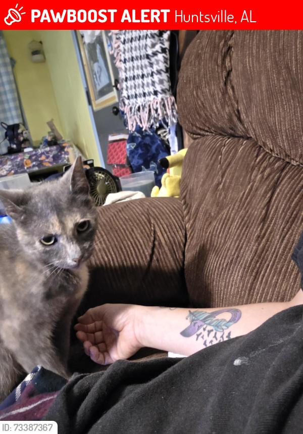 Lost Female Cat last seen Triana blv huntsville al 35805, Huntsville, AL 35816