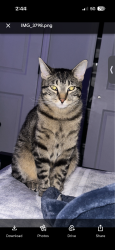 Lost Female Cat last seen East ave ext, Riverhead, NY 11901