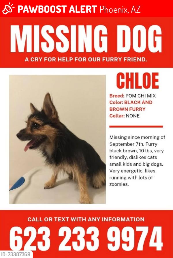 Lost Female Dog last seen E Van Buren, Phoenix, AZ 85008
