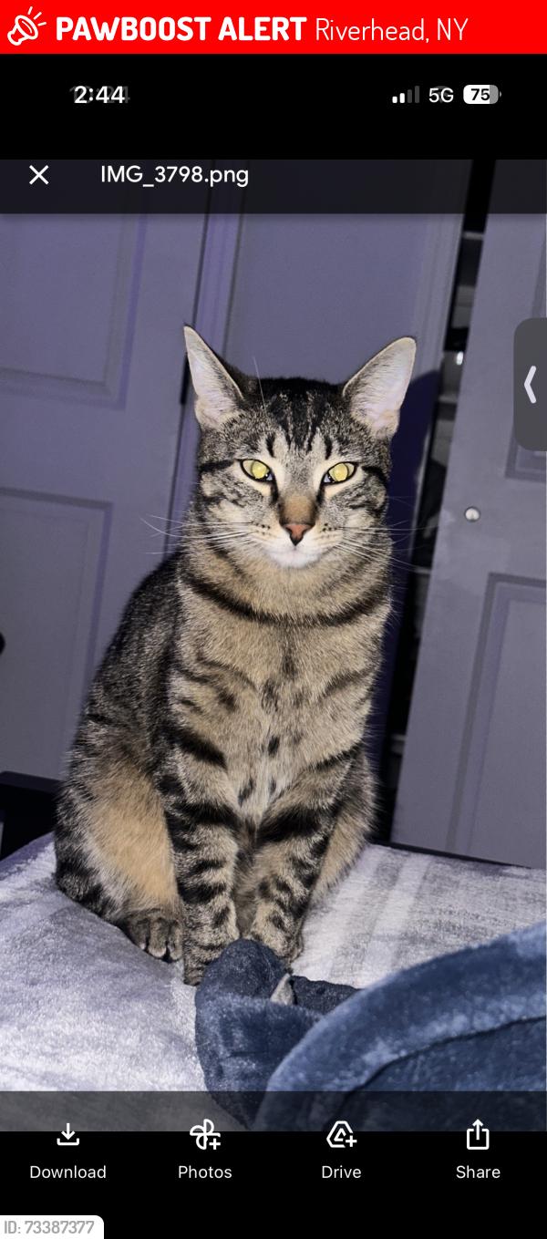 Lost Female Cat last seen East ave ext, Riverhead, NY 11901