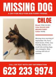 Lost Female Dog last seen E Van Buren, Phoenix, AZ 85008