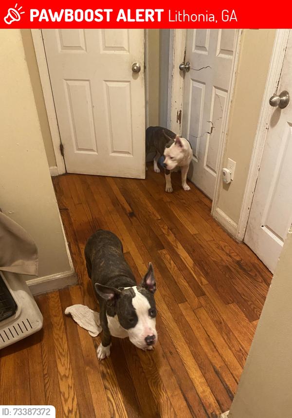Lost Male Dog last seen Clubs., Lithonia, GA 30058