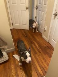 Lost Male Dog last seen Clubs., Lithonia, GA 30058