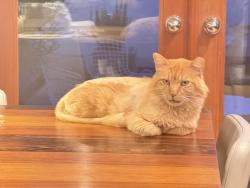 Reunited Male Cat last seen brentwood glen, Los Angeles, CA 90049