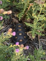 Lost Unknown Reptile last seen Pine lane, Dixon Dr, Parker Rd, Parker, CO 80138