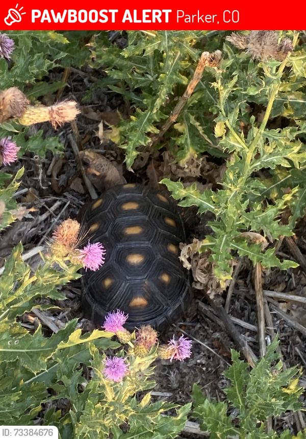 Lost Unknown Reptile last seen Pine lane, Dixon Dr, Parker Rd, Parker, CO 80138