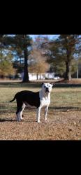 Lost Male Dog last seen Near S, Lillington, NC 27546