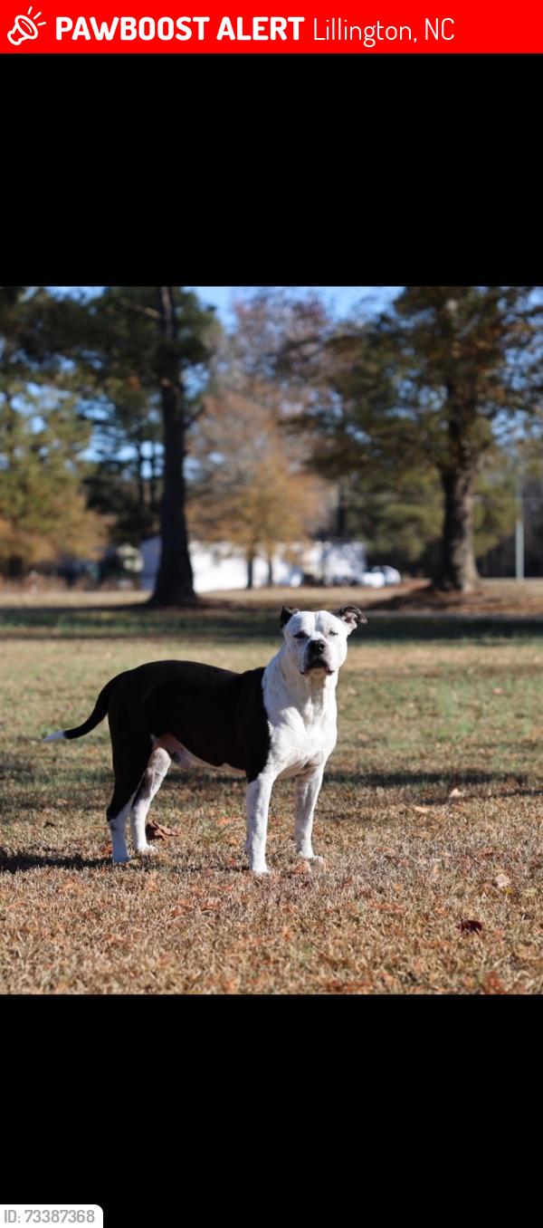Lost Male Dog last seen Near S, Lillington, NC 27546