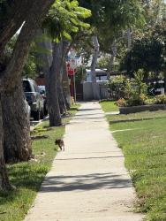 Found/Stray Unknown Dog last seen Walking on Cedar towards 95th, Inglewood, CA 90301