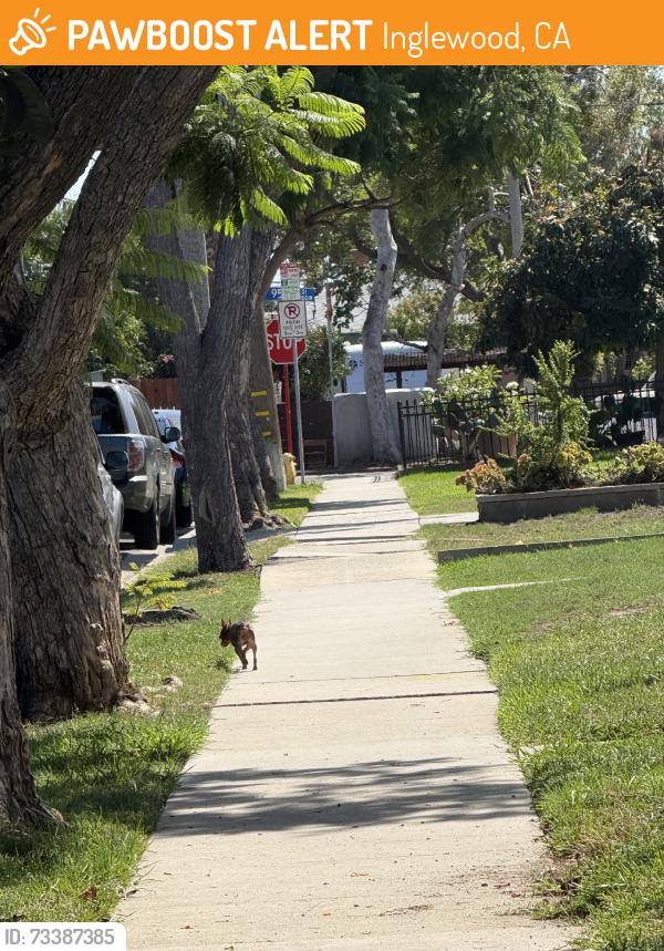 Found/Stray Unknown Dog last seen Walking on Cedar towards 95th, Inglewood, CA 90301