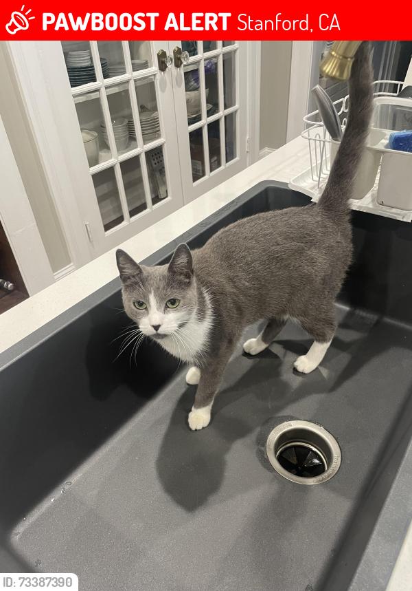 Lost Female Cat last seen El Camino Real and Stanford ave, Stanford, CA 94305