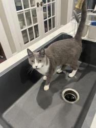 Lost Female Cat last seen El Camino Real and Stanford ave, Stanford, CA 94305