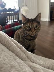 Reunited Female Cat last seen Argo Margret road, Trussville, AL 35173