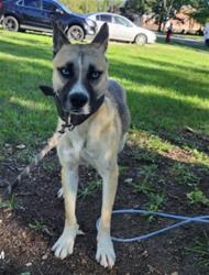 Shelter Stray Male Dog last seen Near BLOCK NEFF AVE, DETROIT, MI 48224, 7401 Chrysler Dr, Detroit, MI 48211, USA