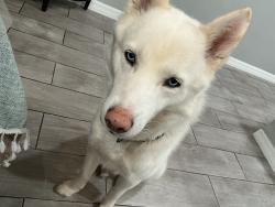 Lost Male Dog last seen Landmark church, Haines City, FL 33844