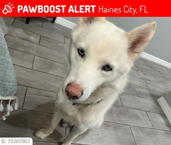 Lost Male Dog last seen Landmark church, Haines City, FL 33844