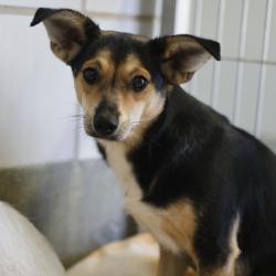 Shelter Stray Male Dog last seen , 4710 TX-151, San Antonio, TX 78227, USA