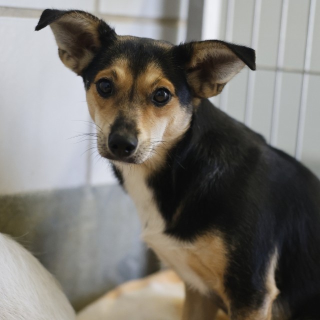 Shelter Stray Male Dog last seen , 4710 TX-151, San Antonio, TX 78227, USA