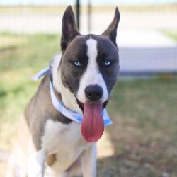 Shelter Stray Male Dog last seen NEW BRAUNFELS AND ARANSAS, 4710 TX-151, San Antonio, TX 78227, USA