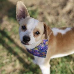Shelter Stray Male Dog last seen Near BLOCK RECIO, 4710 TX-151, San Antonio, TX 78227, USA