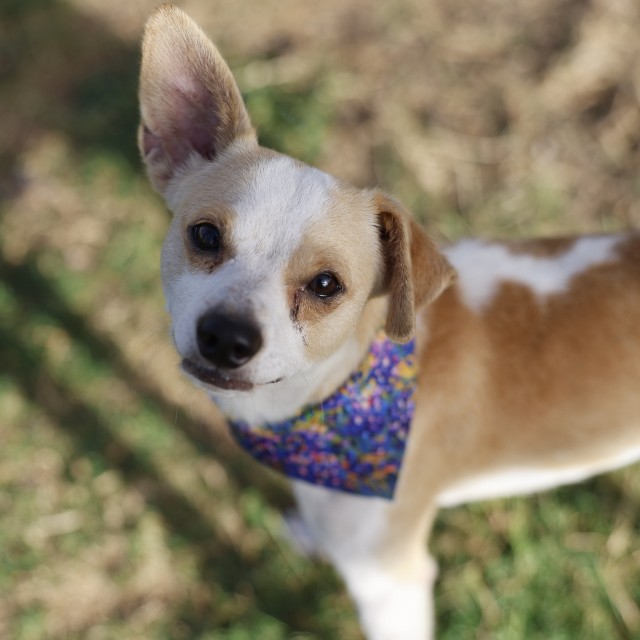Shelter Stray Male Dog last seen Near BLOCK RECIO, 4710 TX-151, San Antonio, TX 78227, USA