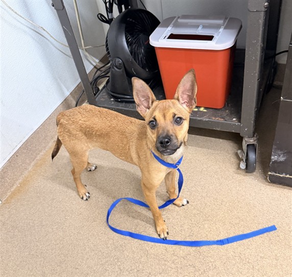 Shelter Stray Female Dog last seen DIXON, 16 Barnes Ct, Hayward, CA 94544, USA