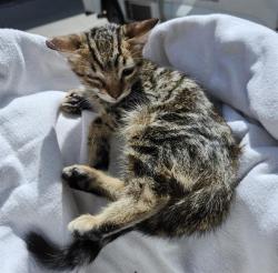 Shelter Stray Male Cat last seen Near BLOCK PARKDALE, 4710 TX-151, San Antonio, TX 78227, USA