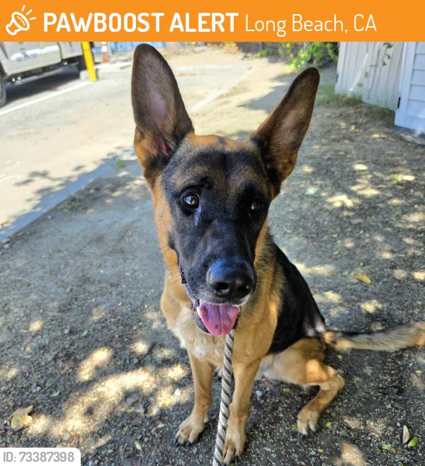 Found/Stray Male Dog last seen willow and golden 899 W Willow St, Long Beach, CA 90806, Long Beach, CA 90806