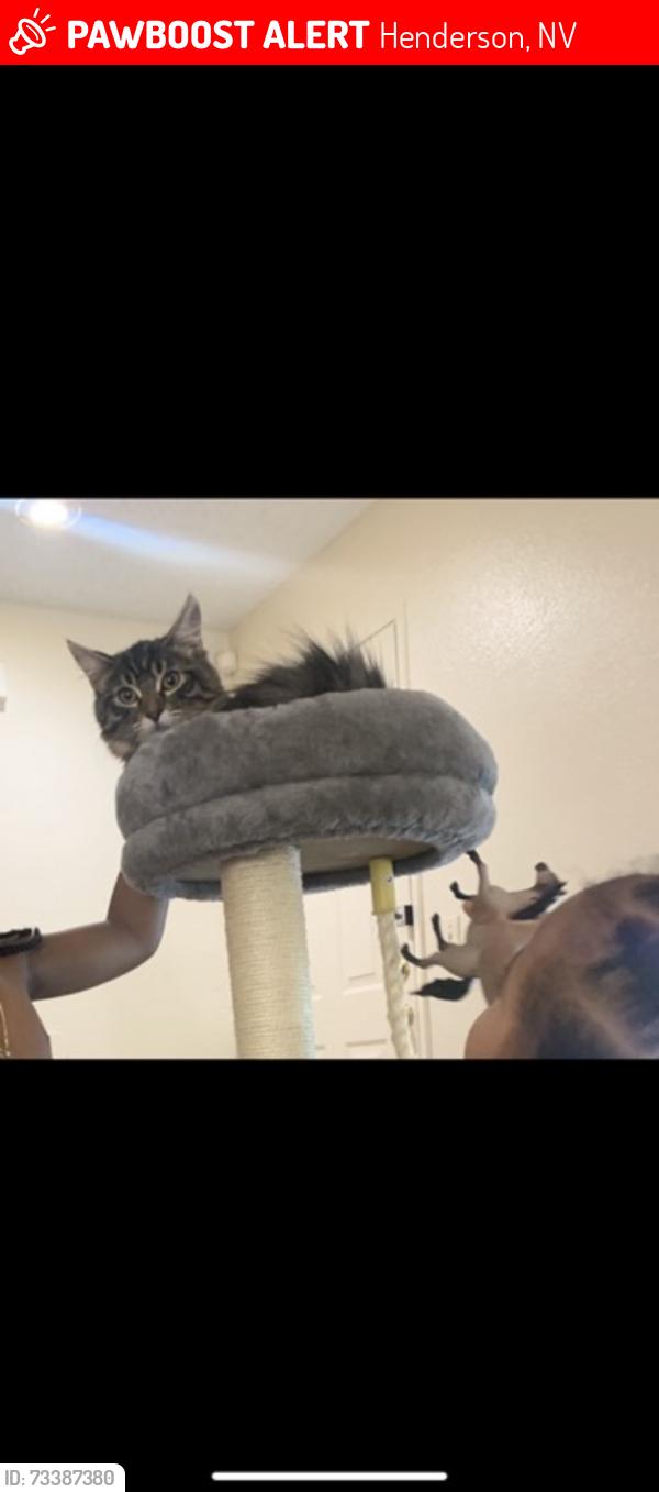 Lost Female Cat last seen Near tumbleweed ridge ln, Henderson, NV 89011