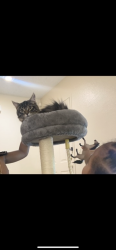 Lost Female Cat last seen Near tumbleweed ridge ln, Henderson, NV 89011