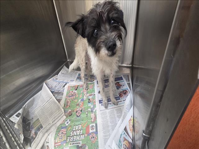 Shelter Stray Unknown Dog last seen , 3201 Lacy St, Los Angeles, CA 90031, USA