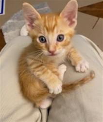 Shelter Stray Male Cat last seen OAKWOOD DR & MIRA MONTE DR, SAN BERNARDINO, CA, 92405, USA, 333 Chandler Pl, San Bernardino, CA 92408, USA