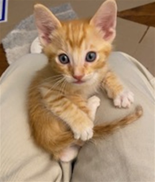 Shelter Stray Male Cat last seen OAKWOOD DR & MIRA MONTE DR, SAN BERNARDINO, CA, 92405, USA, 333 Chandler Pl, San Bernardino, CA 92408, USA