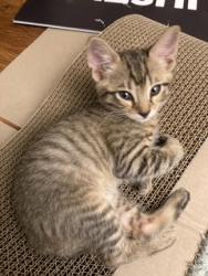 Shelter Stray Male Cat last seen OAKWOOD DR & MIRA MONTE DR, SAN BERNARDINO, CA, 92405, USA, 333 Chandler Pl, San Bernardino, CA 92408, USA