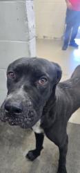 Shelter Stray Male Dog last seen Near BLOCK N CALIFORNIA, 333 Chandler Pl, San Bernardino, CA 92408, USA