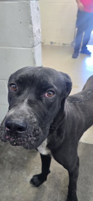 Shelter Stray Male Dog last seen Near BLOCK N CALIFORNIA, 333 Chandler Pl, San Bernardino, CA 92408, USA