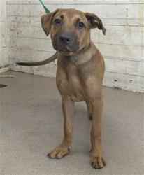 Shelter Stray Female Dog last seen , 333 Chandler Pl, San Bernardino, CA 92408, USA