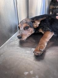 Shelter Stray Unknown Dog last seen Near BLOCK PATERSON AVE, 2811 SE 29th St, Oklahoma City, OK 73129, USA
